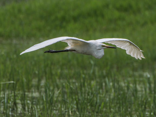 Mesophoyx intermedia, Intermediate Egret