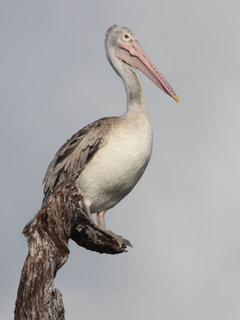 Pelecanus philippensis, Spot-Billed Pelican