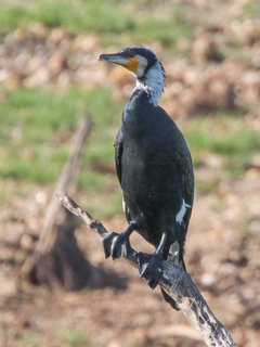 Phalacrocorax carbo, Great Cormorant