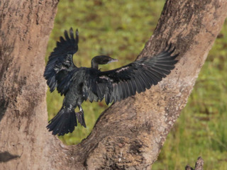Phalacrocorax niger, Little Cormorant