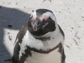 Spheniscus demersus, African Penguin