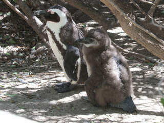 Spheniscus demersus, African Penguin