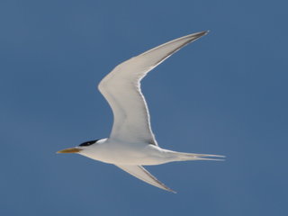 Thalasseus bergii, Crested Tern