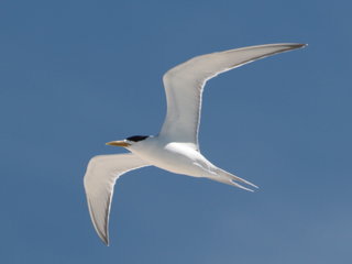 Thalasseus bergii, Swift Crested Tern