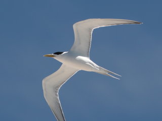 Thalasseus bergii, Swift Crested Tern