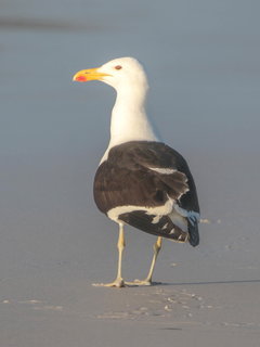 Larus dominicanus, Kelp Gull