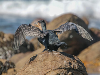 Phalacrocorax capensis, Cape Cormorant