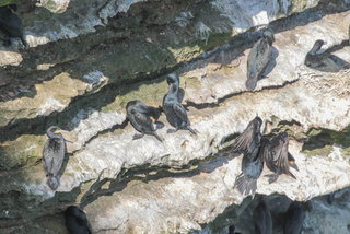 Phalacrocorax capensis, Cape Cormorant
