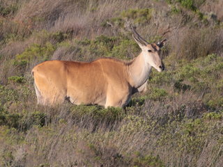 Taurotragus oryx, Eland