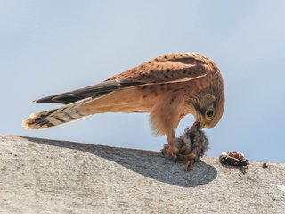 Falco rupicolus, Rock Kestrel
