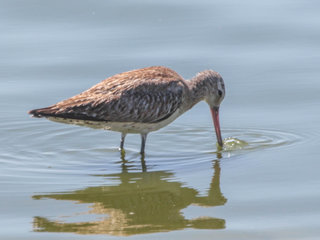 Limosa lapponica, Bar-tailed Godwit