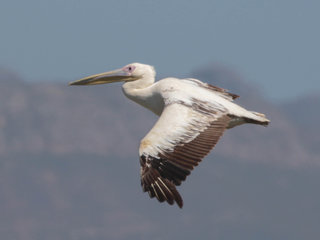 Pelecanus onocrotalus, Great White Pelican