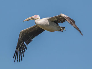 Pelecanus onocrotalus, Great White Pelican