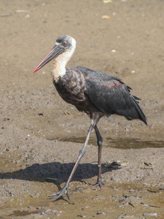 Ciconia episcopus, Woolly-necked Stork