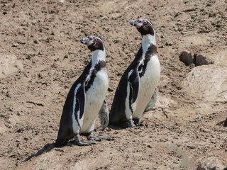 Spheniscus humboldti, Humboldt Penguin