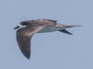 Pterodroma phaeopygia, Galapagos Petrel