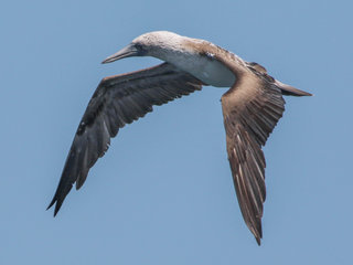 Sula nebouxii, Blue-Footed Booby