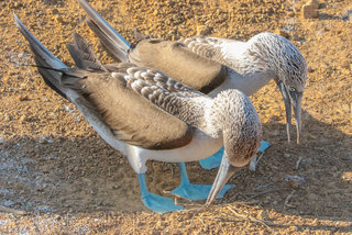 Sula nebouxii, Blue-Footed Booby