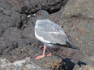 Creagrus furcatus, Swallow-tailed Gull