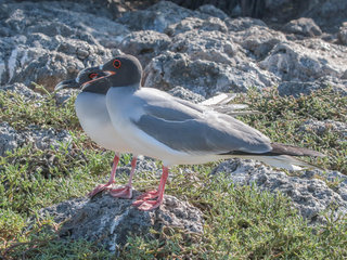 Creagrus furcatus, Swallow-tailed Gull