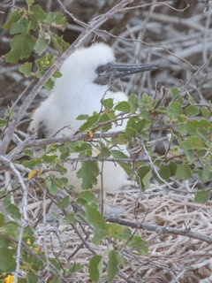 Sula sula, Red-footed Booby