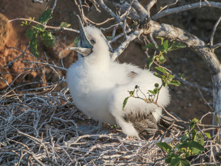 Sula sula, Red-footed Booby