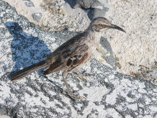 Mimus macdonaldi, Espanola or Hood Mockingbird