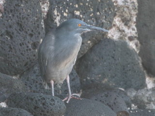 Butorides striatus, Striated or Lava Heron