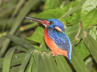 Alcedo meninting, Blue-eared Kingfisher