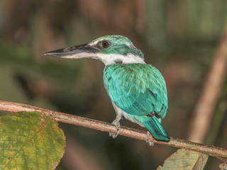 Todiramphus chloris, Collared Kingfisher