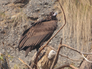Aegypius monachus, Cinereous Vulture