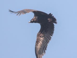 Aegypius monachus, Cinereous Vulture