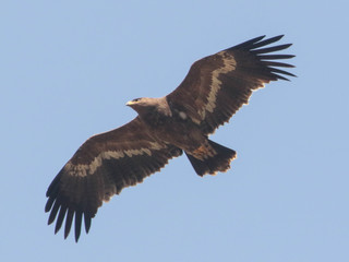Aquila nipalensis, Steppe Eagle