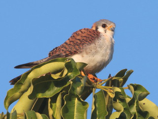 Falco sparverius, American Kestrel