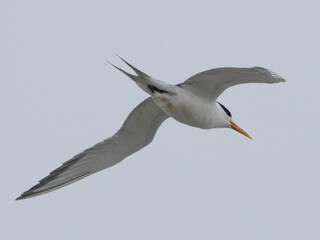 Sterna bergii, Great Crested-Tern