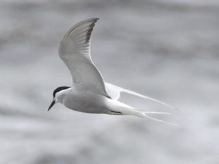 Sterna hirundo, Common Tern