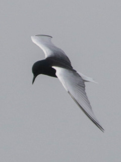 Chlidonias leucopterus, White-winged Tern