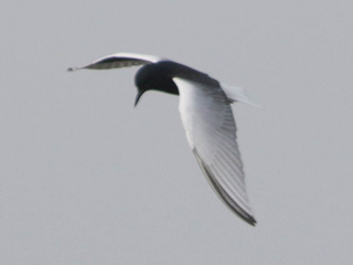 Chlidonias leucopterus, White-winged Tern