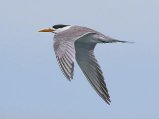 Thalasseus bergii, Crested Tern