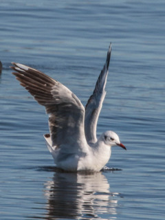 Larus maculipennis, Brown-hooded Gull