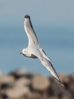 Larus maculipennis, Brown-hooded Gull