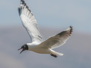 Larus serranus, Andean Gull