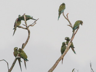 Ara severus, Chestnut-fronted Macaw