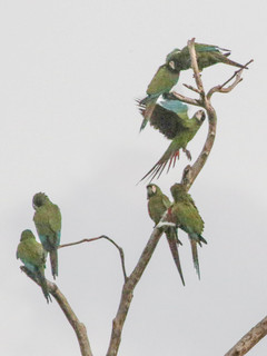 Ara severus, Chestnut-fronted Macaw