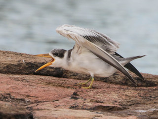 Phaetusa simplex, Large-billed Tern