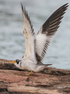 Phaetusa simplex, Large-billed Tern