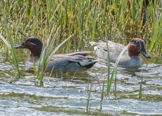 Anas crecca, Green-winged Teal