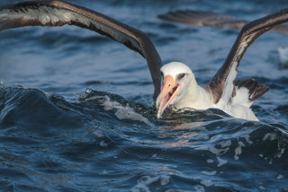 Phoebastria immutabilis, Laysan Albatross
