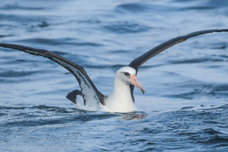 Phoebastria immutabilis, Laysan Albatross