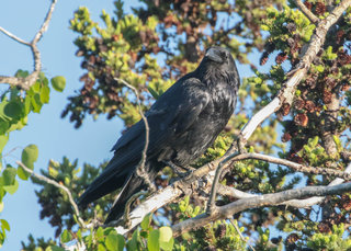 Corvus corax, Common Raven